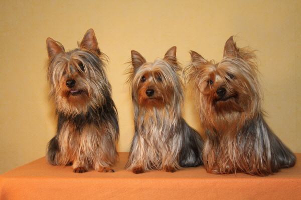 Sisco, Jamie und Shari